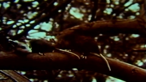 Opossum